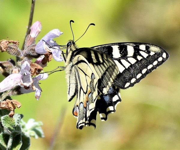 Papilio machaon, Crete - photo © Ch. Almpantakis
