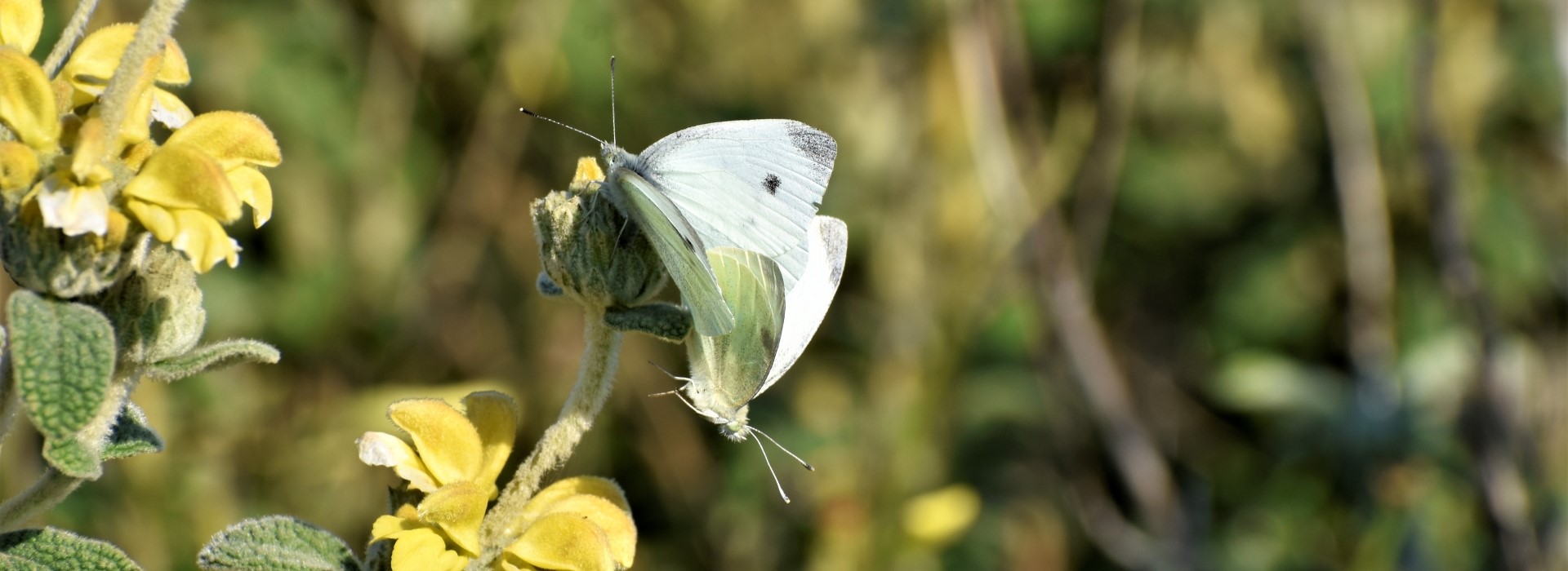 Pieris rapae - photo © K. Bormpoudaki