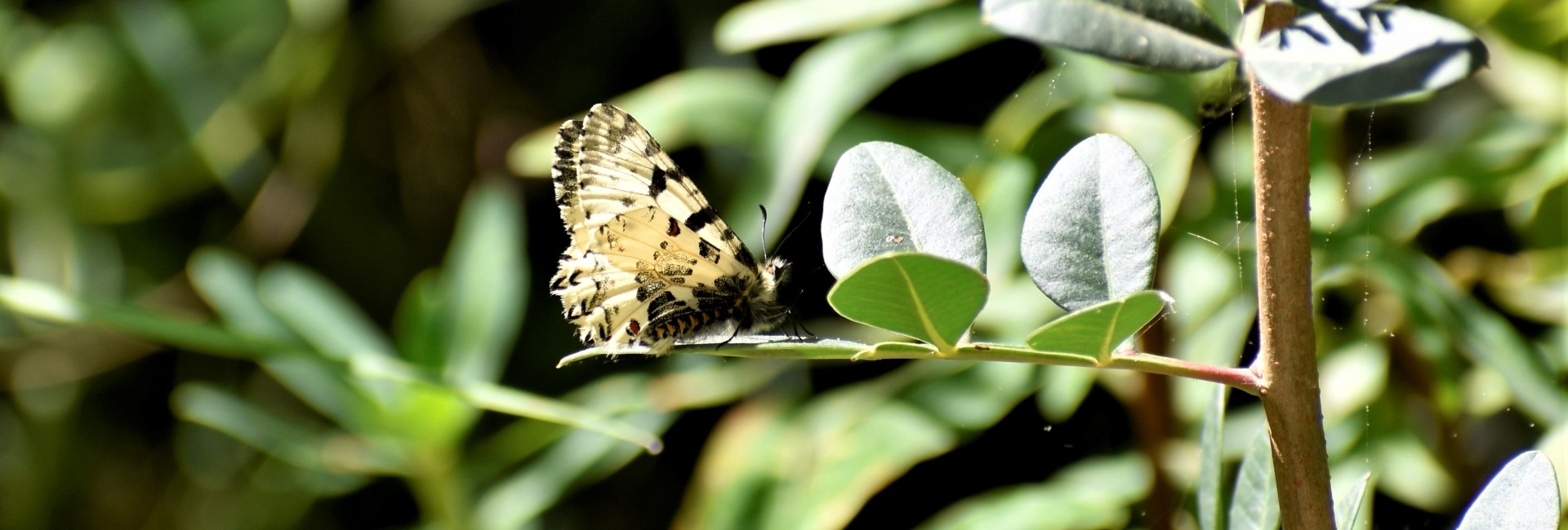 Zerynthia cretica - photo © Ch. Almpantakis