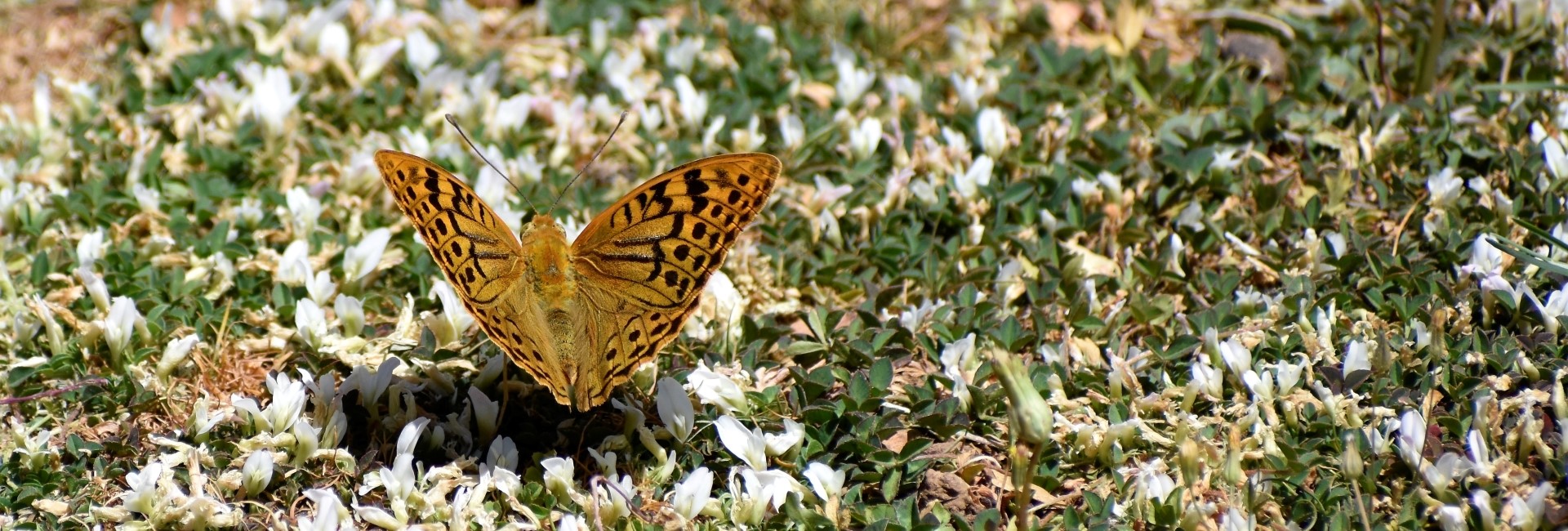 Argynnis pandora - photo © Ch. Almpantakis