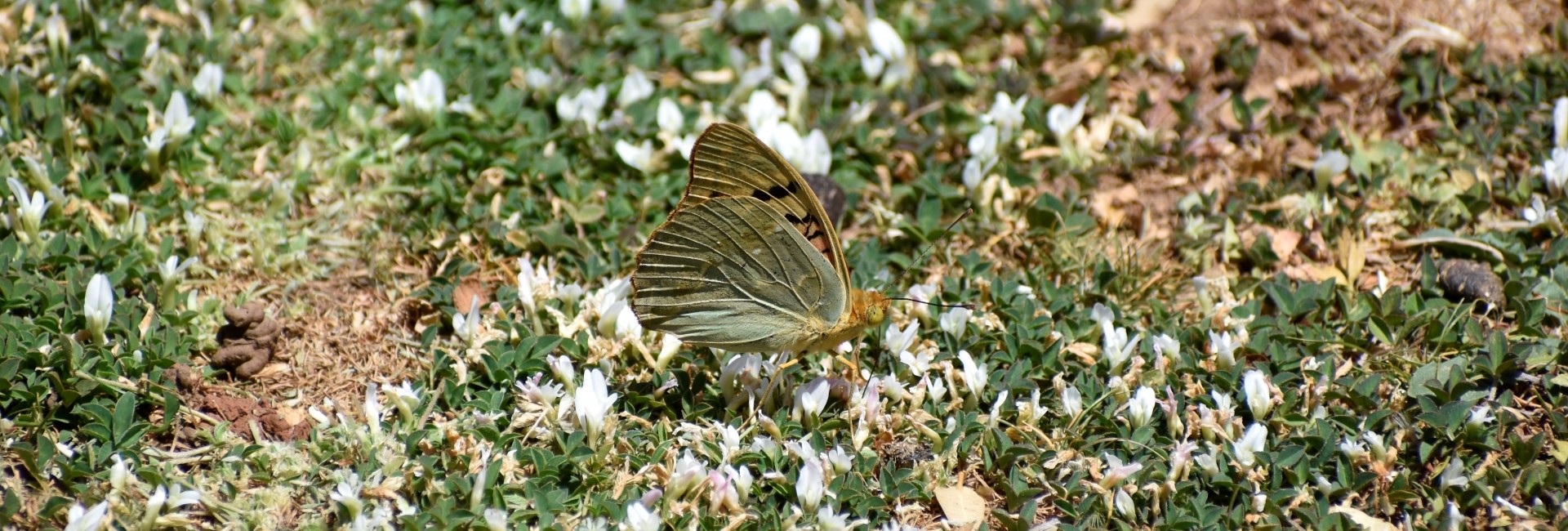 Argynnis pandora - photo © Ch. Almpantakis