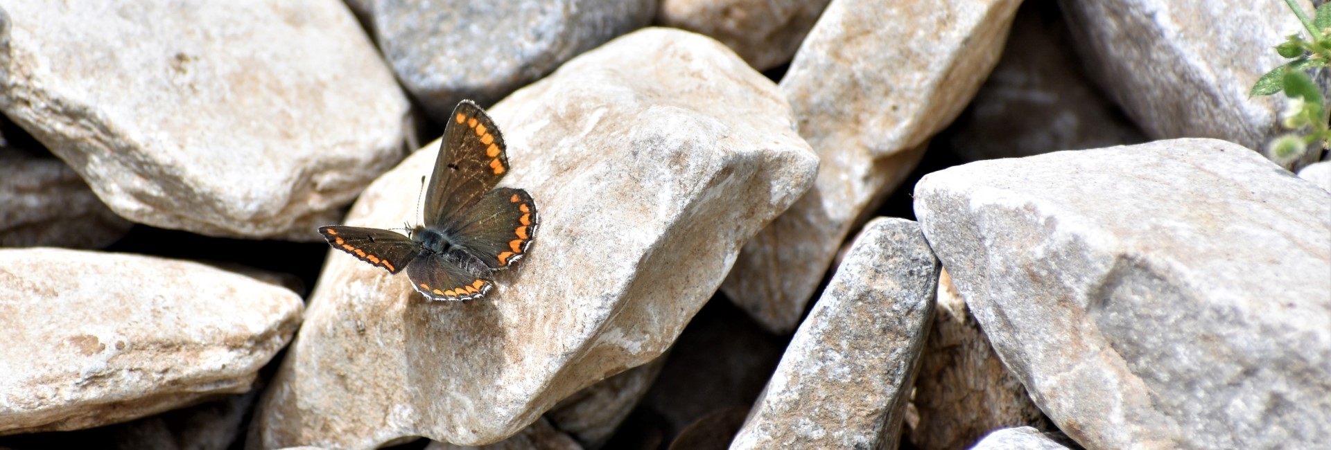 Aricia agestis, Crete - photo © Ch. Almapantakis