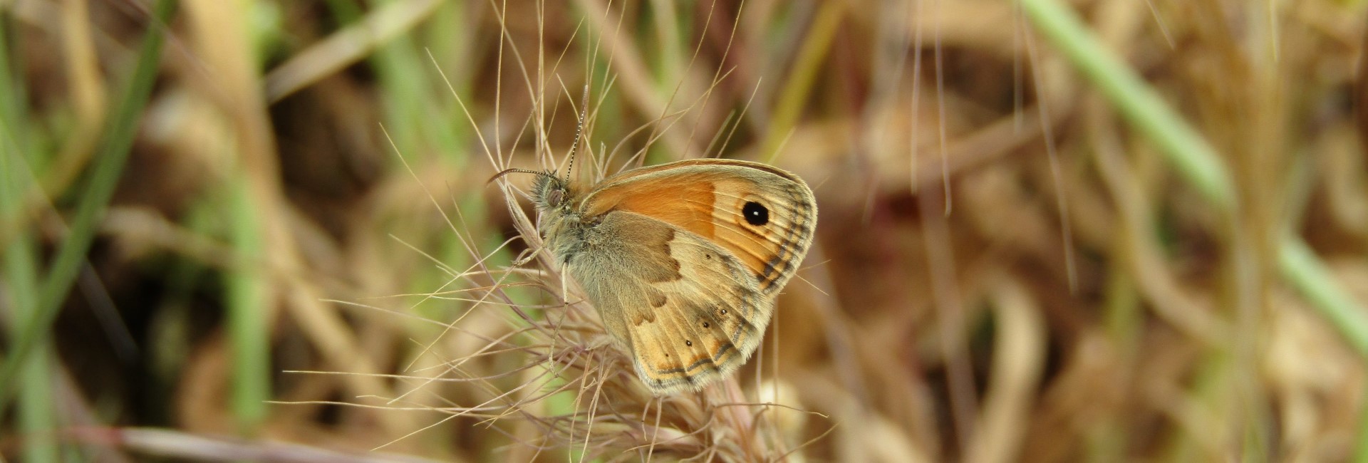 Coenonympha thyrsis - photo © K. Bormpoudaki