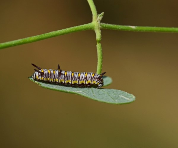 Danaus chrysippus larva, Crete - photo © Fotis Samaritakis