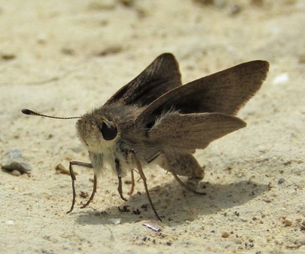 Pyrgus armoricanus - photo © Sofia Apergi