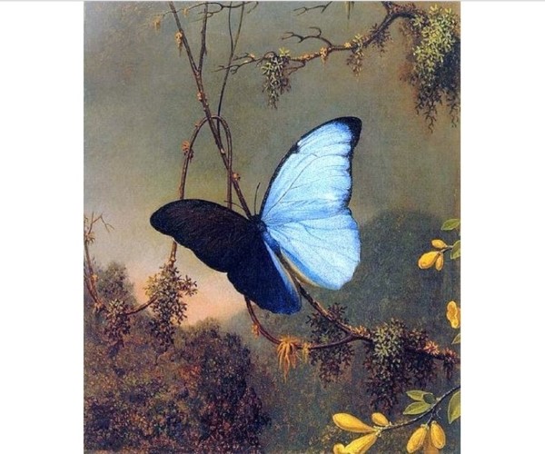 Heade Blue Morpho Butterfly 1865, Martin Johnson