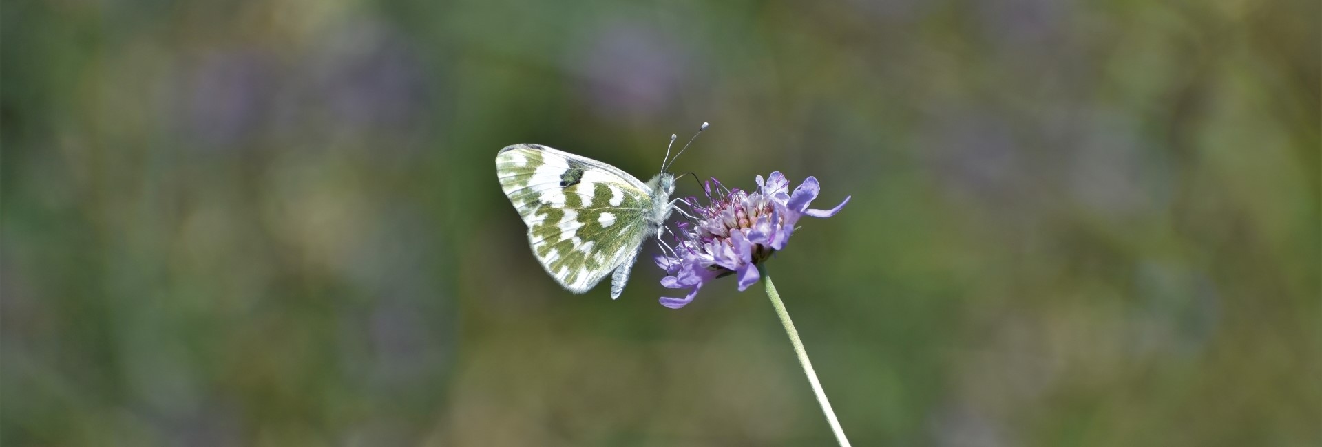 Pontia edusa, Crete - photo © Ch. Almpantakis