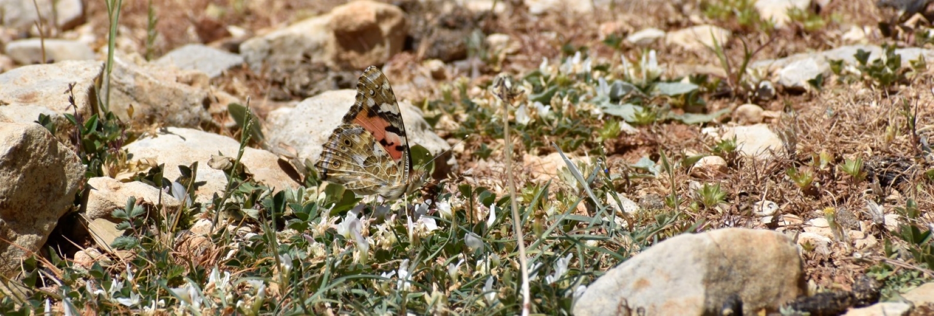 Vanessa cardui - photo © Ch. Almpantakis