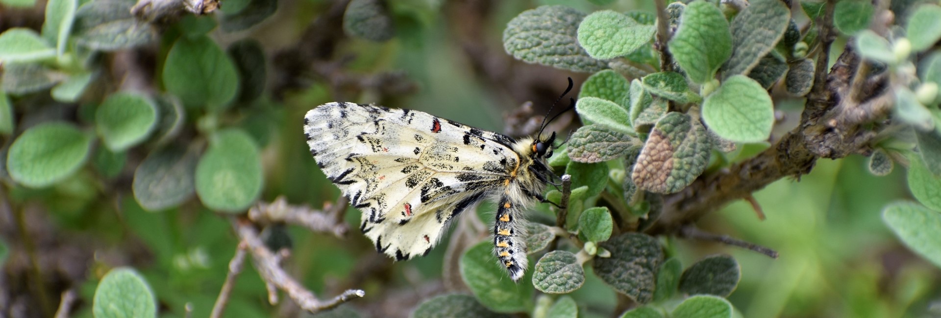 Zerynthia cretica (endemic) - photo © Ch. Almpantakis