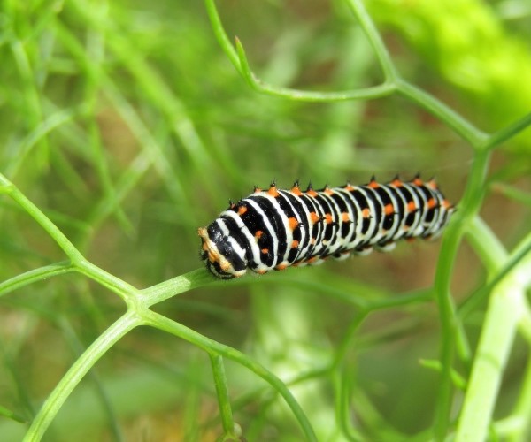 Papillio machaon larva, Crete - photo © K. Bormpoudaki