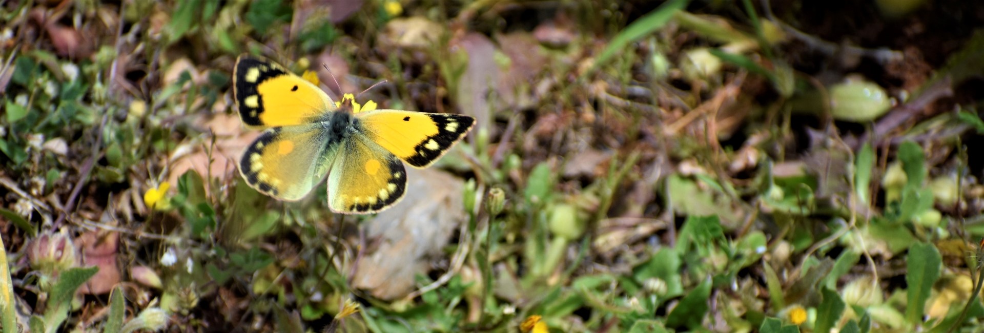 Colias crocea, Crete - photo © Ch. Almpantakis