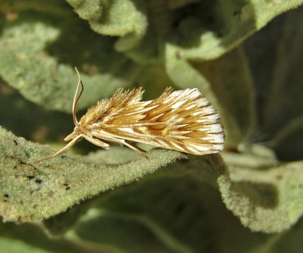 Cynaeda dentalis, Crete - photo © K. Bormpoudaki