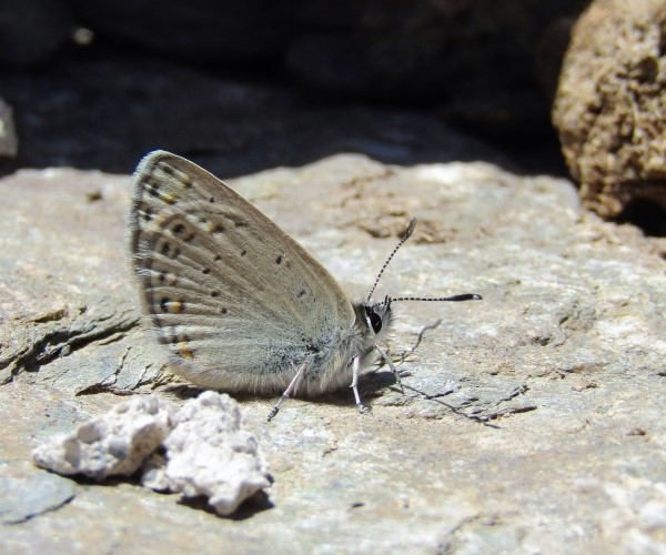 Kretania psylorita (endemic) - photo © K. Bormpoudaki