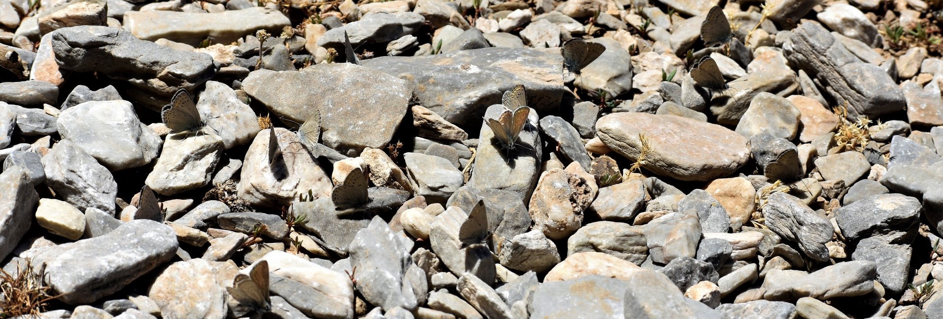 Kretania psylorita, endemic - photo © Ch. Almpantakis