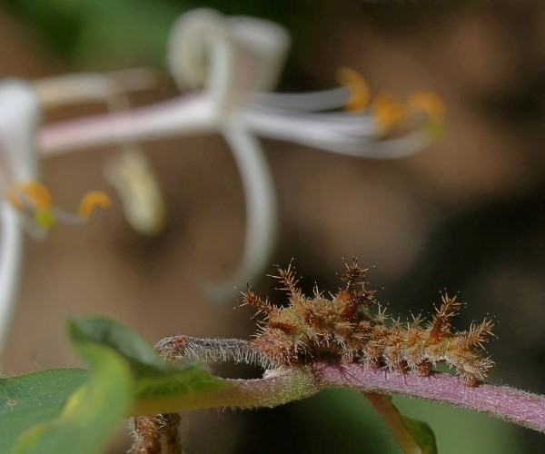 Limenites reducta larva, Chios - photo © Antonia Aga