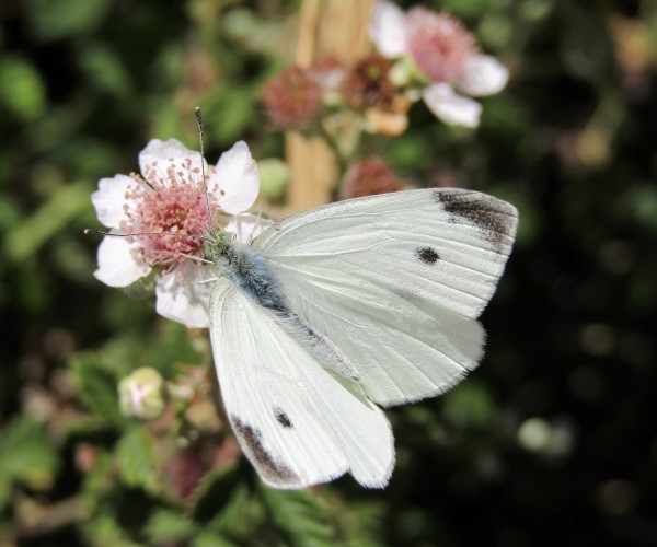 Pieris rapae - Wikipedia