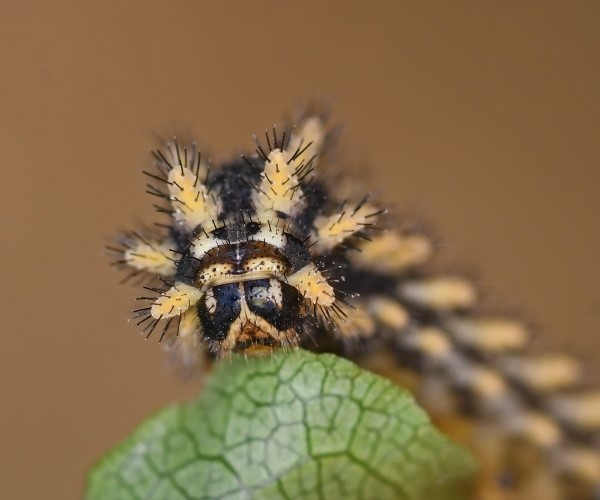 Zerynthia cretica larva - photo © Fotis Samaritakis