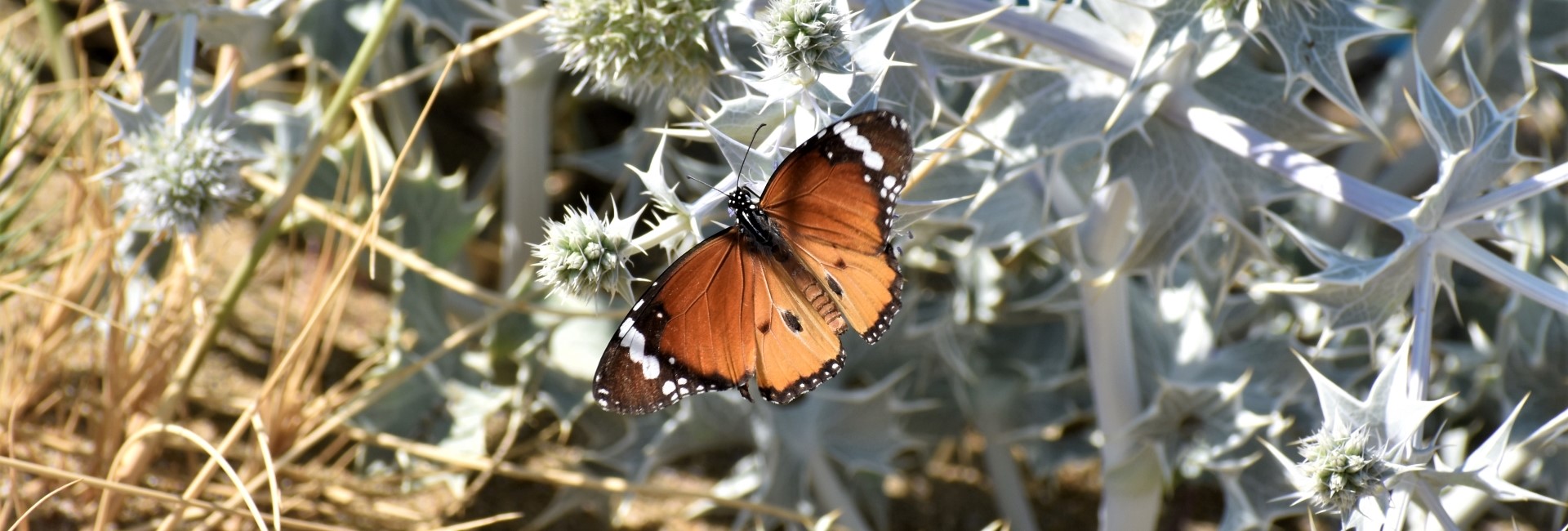 Danaus chrysippus, Crete - photo © Ch. Almpantakis