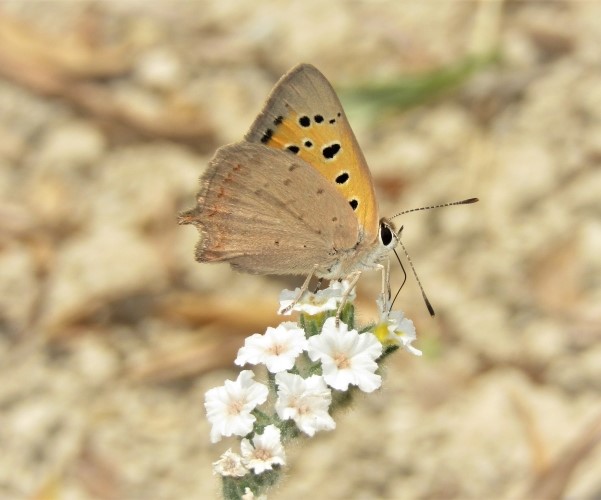 Lycaena phlaeas, Crete - photo © K. Bormpoudaki