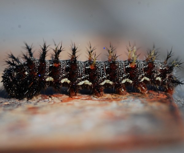 Vanessa atalanta larva, Crete - photo © K. Bormpoudaki