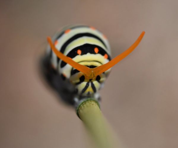 Papilio machaon larva - photo © K. Bormpoudaki