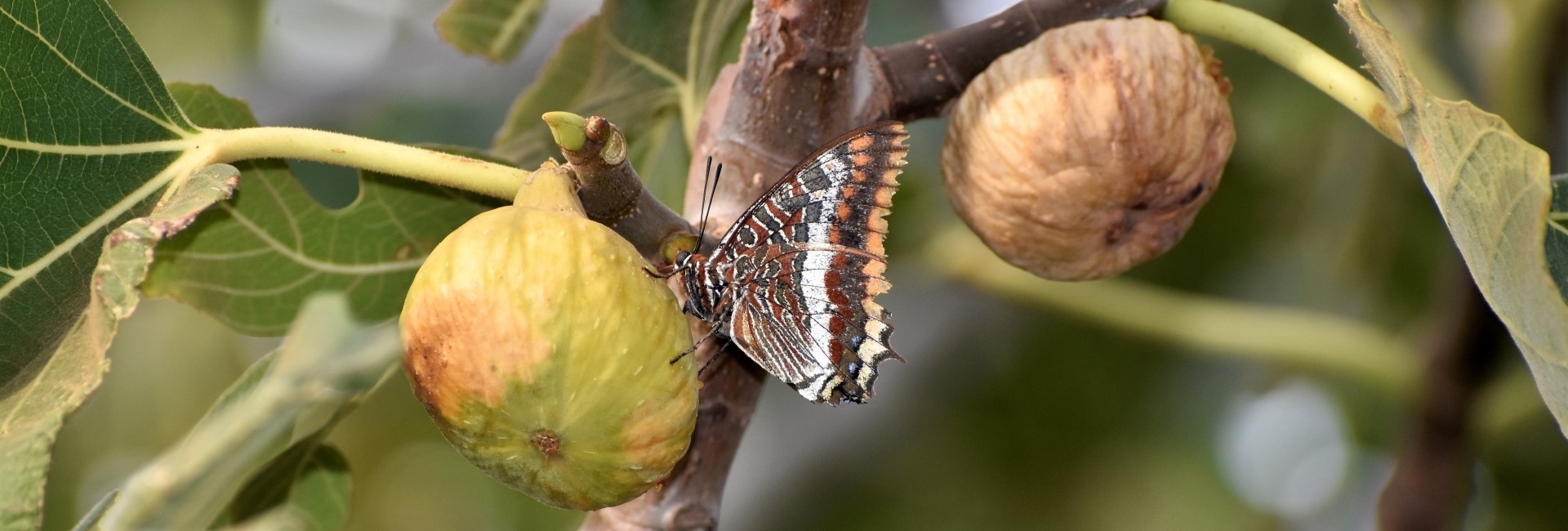 Charaxes jasius, Crete - photo © Ch. Almpantakis