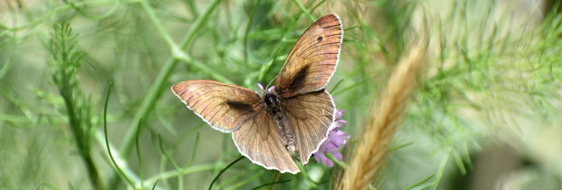 Maniola jurtina - photo © Ch. Almpantakis