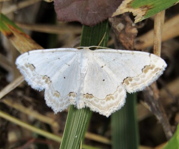 Scopula ornata - photo © K. Bormpoudaki