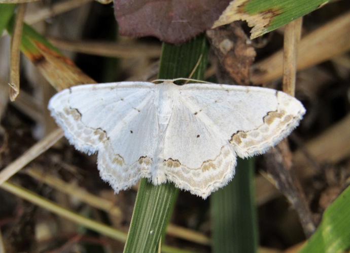 Scopula ornata - photo © K. Bormpoudaki
