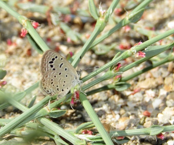 Zizeeria Karsandra - photo © K. Bormpoudaki