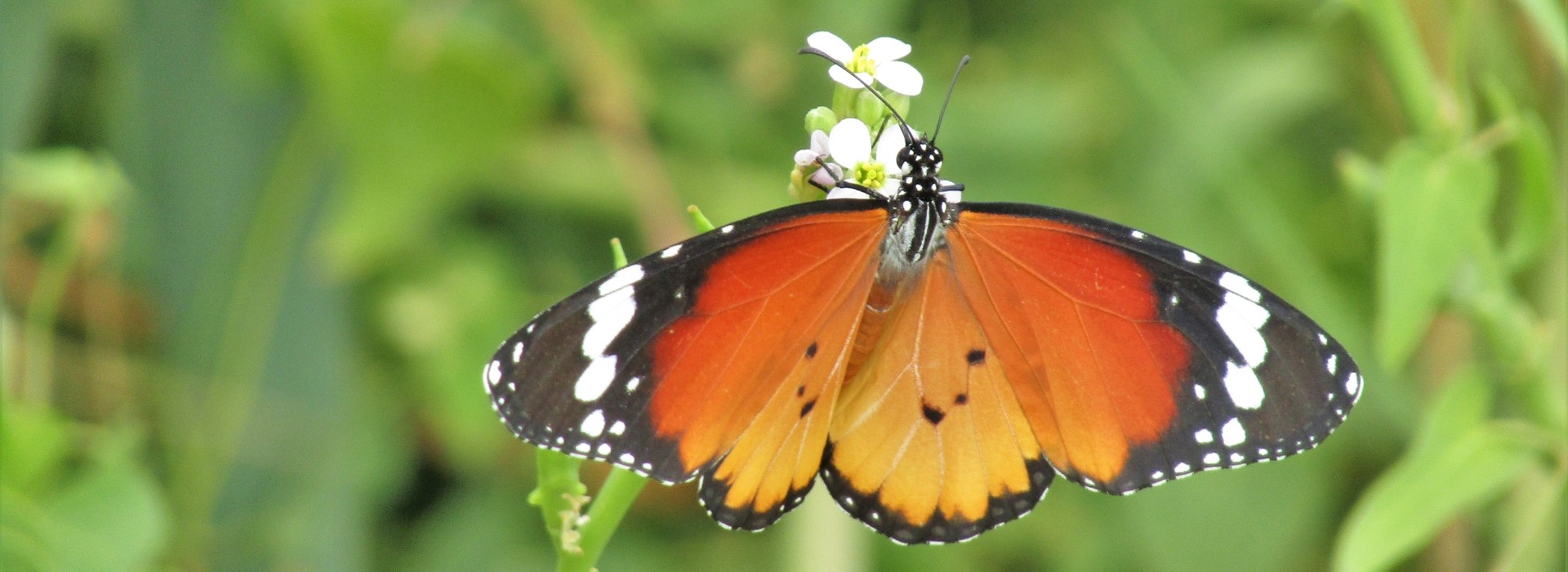 Danaus chrysippus © K. Bormpoudaki