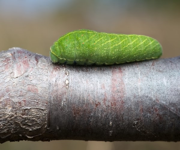 Iphiclides podalirius larva, Kozani - photo © P. Dalagiorgos