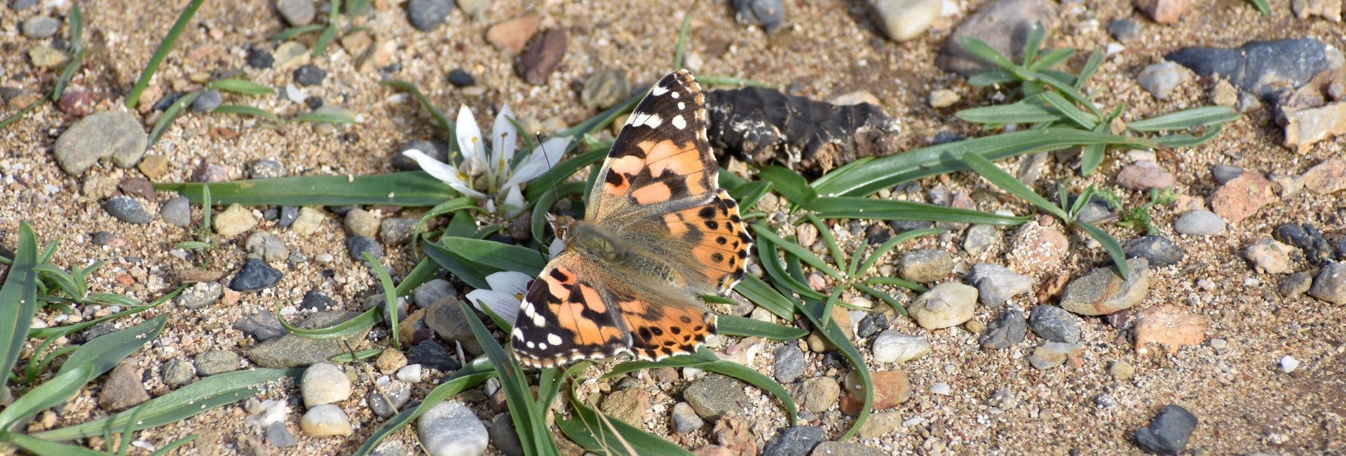 Vanessa cardui, Crete - photo © Ch. Almpantakis