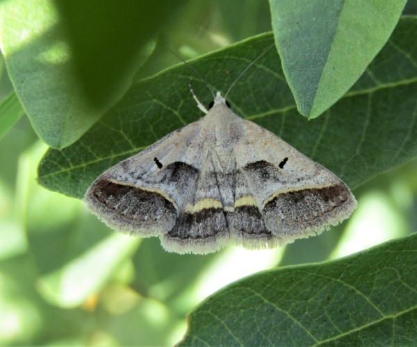 Acantholipes regularis, Crete - photo © K. Bormpoudaki