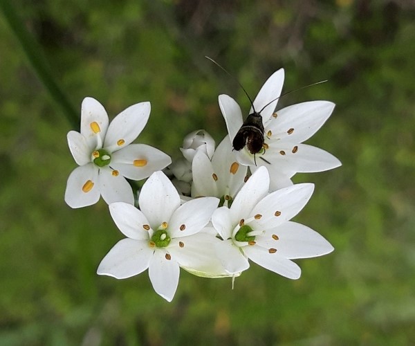 Adela paludicolella, Crete- photo © K. Bormpoudaki