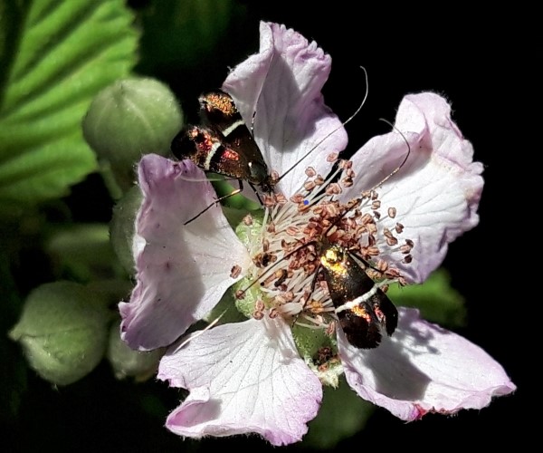 Adela paludicolella, Crete- photo © K. Bormpoudaki