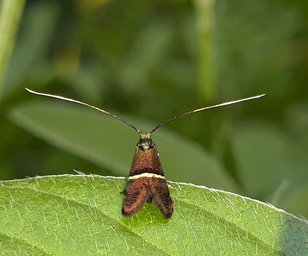 Adela paludicolella, Crete- photo © K. Bormpoudaki