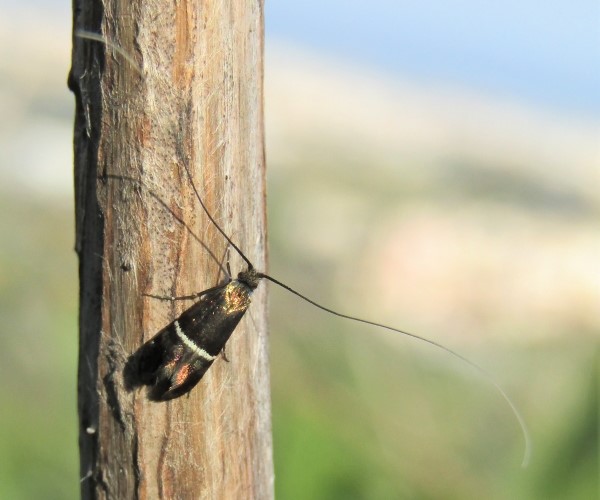 Adela paludicolella, Crete- photo © K. Bormpoudaki