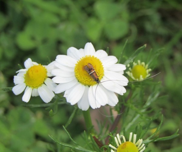 Adela paludicolella, Crete- photo © K. Bormpoudaki