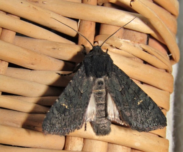 Aporophyla nigra, Crete - photo © K. Bormpoudaki