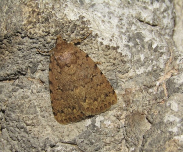 Autophila anaphanes ssp. cretica, Crete - photo © K. Bormpoudaki