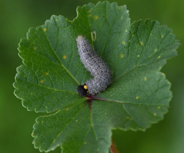 Carcharodus alceae larva, Crete - photo © Fotis Samaritakis