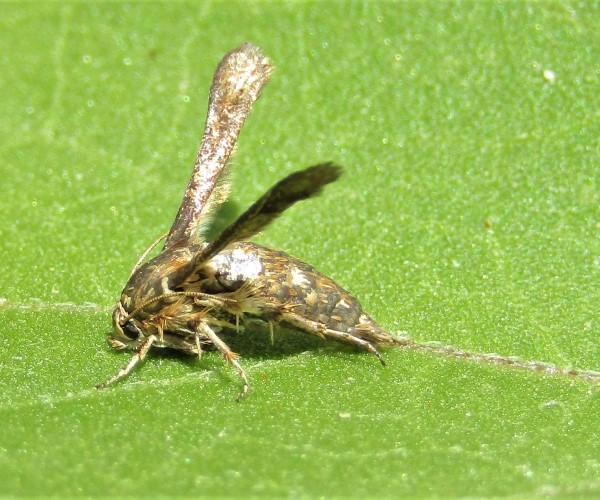 Microsphecia tineiformis, Crete - photo © K. Bormpoudaki