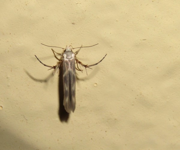 Palumbina guerinii, Crete - photo © K. Bormpoudaki