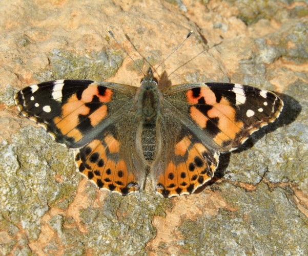 Vanessa cardui, Crete - photo © K. Bormpoudaki