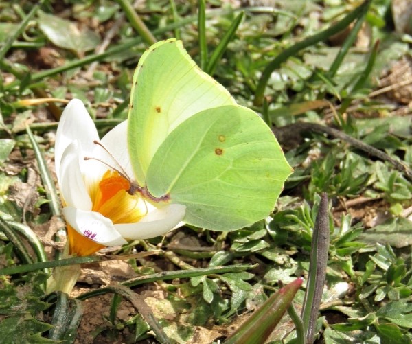 Colias crocea - photo © K. Bormpoudaki