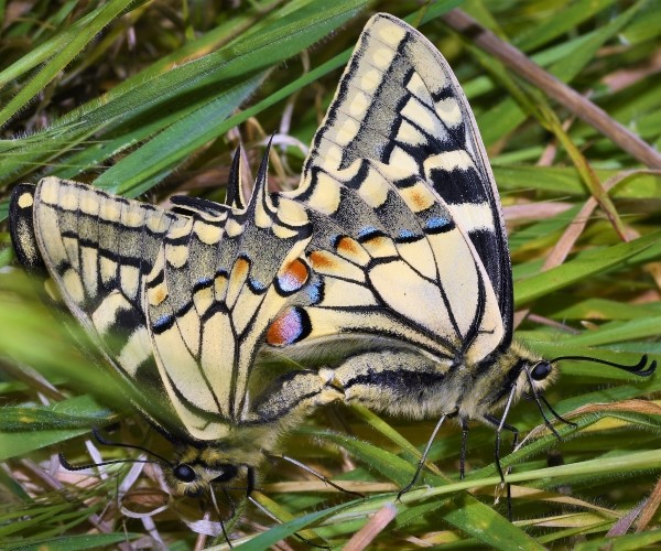 Papilio machaon, Crete - photo © Marinos Gogolos