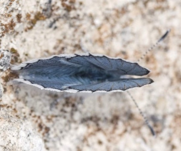 Pseudophilotes vicrama, Crete - photo © Manolis Afrathianakis