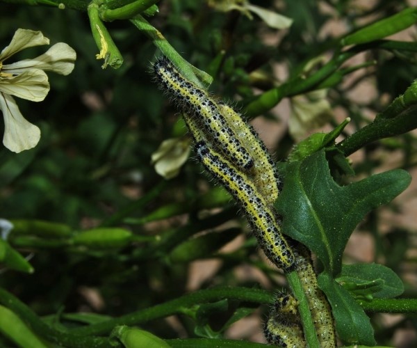 Pieris brassicae larvae, Crete - photo © Chrysoula Kapsomenou
