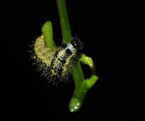 Pieris brassicae larva, Crete - photo © Chrysoula Kapsomenou